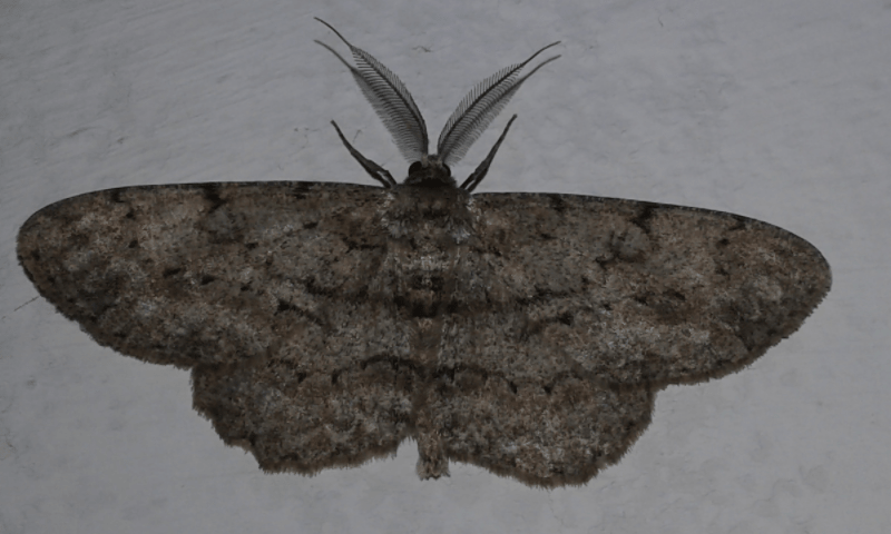 Peribatodes rhomboidaria (Geometridae)? No, Hypomecis roboraria